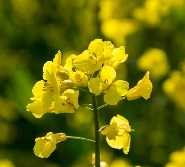 Canola