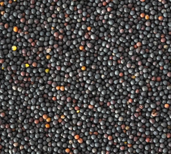 Rapeseed