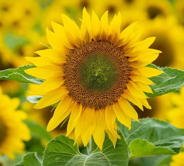 Sunflower