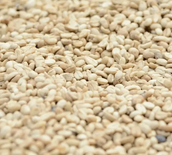 Sesame Seed