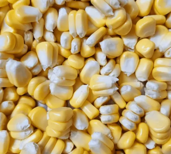 Corn (Maize)