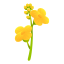 Canola