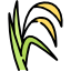 Rice Bran