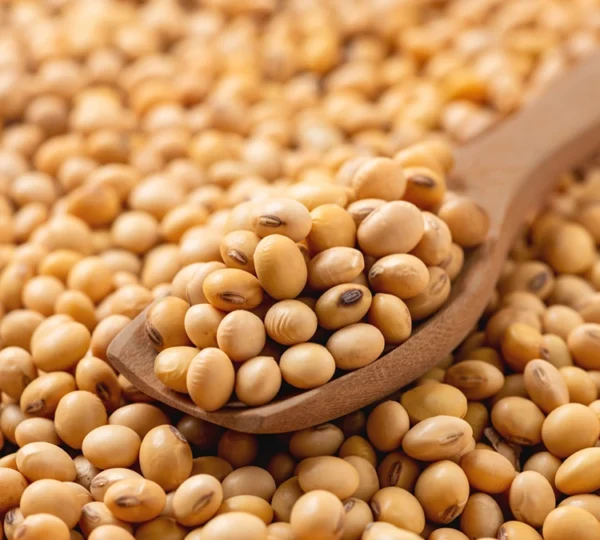 Soybean