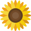Sun Flower